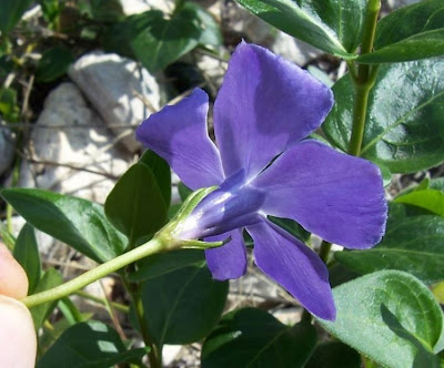 Greater periwinkle
