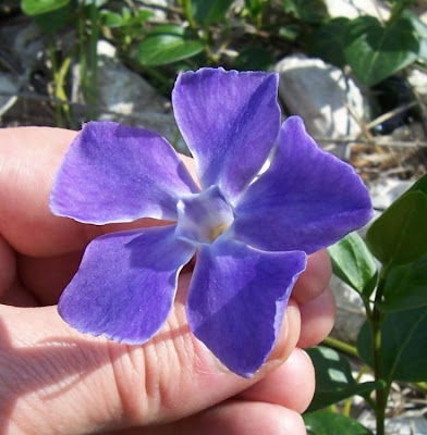 Greater periwinkle