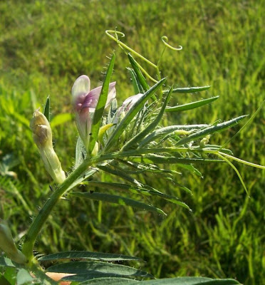 Ervilhaca-amarela