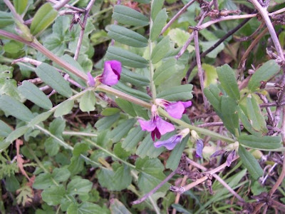 Saat-Wicke Saat-Wicke