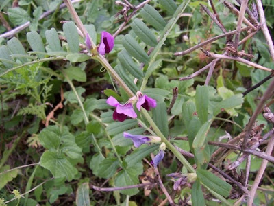 Saat-Wicke Saat-Wicke