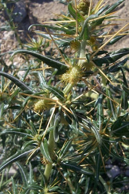 Xanthium spinosum,
Bathurst burr,
Bathurst-bur,
boetebos,
cachurrera menor,
carrapicho-de-Santa-Helena,
cocklebur,
dornige Spitzklette,
lampourde &eacute;pineuse,
Nappola spinosa,
pegotes,
pica-tr&ecirc;s,
prickly burweed,
spiny cocklebur