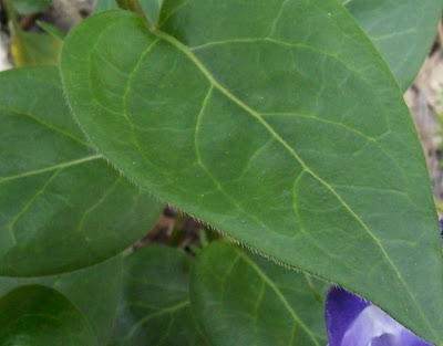 Vinca major L.