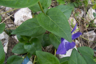Vinca major L.