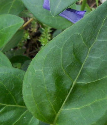 Vinca major L.