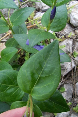 Vinca major L.