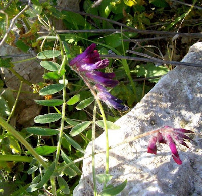 Vesce de Bengale
