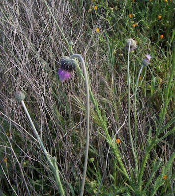 Bunte Distel Bunte Distel
