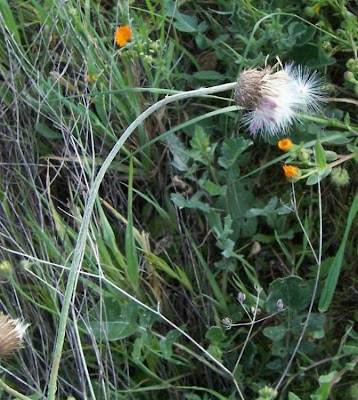 Bunte Distel Bunte Distel