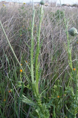 Bunte Distel Bunte Distel