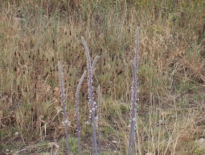 Urginea maritima,
Meerzwiebel,
red squill,
red-squill,
Scilla marittima,
Sea squill,
sea-onion,
sea-squill,
squill,
Squilla,
White Squill