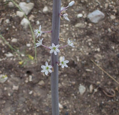 Urginea maritima,
Meerzwiebel,
red squill,
red-squill,
Scilla marittima,
Sea squill,
sea-onion,
sea-squill,
squill,
Squilla,
White Squill