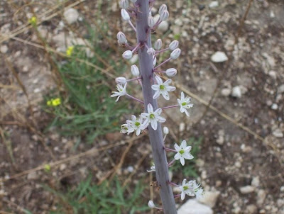 Urginea maritima,
Meerzwiebel,
red squill,
red-squill,
Scilla marittima,
Sea squill,
sea-onion,
sea-squill,
squill,
Squilla,
White Squill