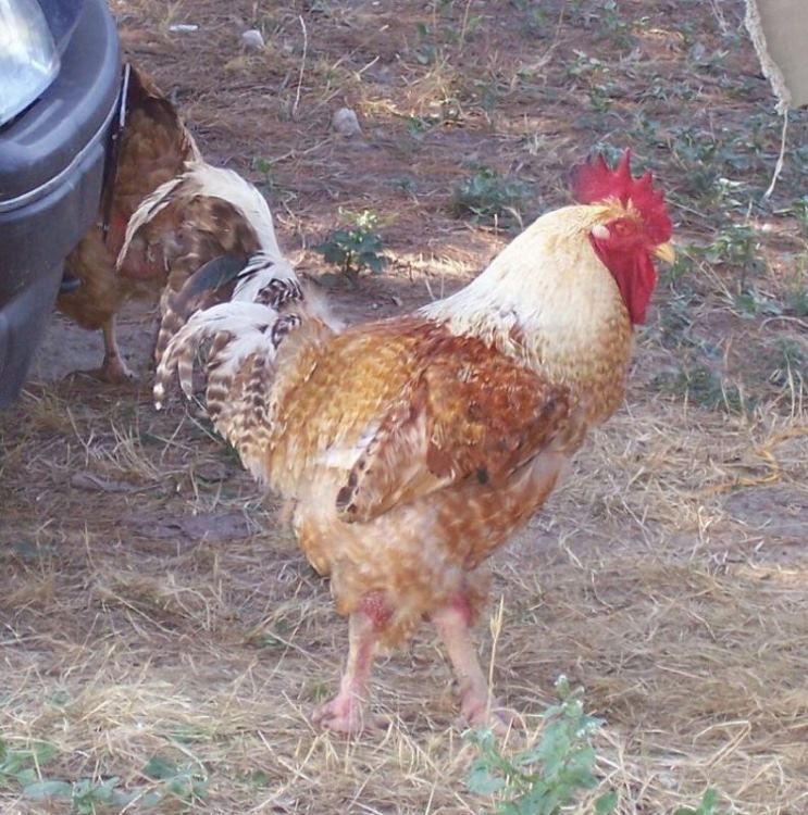 gallus