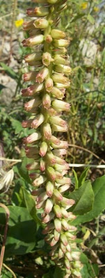 Umbilicus horizontalis,
Little Pennywort,
Narrow Navelwort,
Ombelico di Venere minore