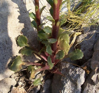Umbilicus horizontalis,
Little Pennywort,
Narrow Navelwort,
Ombelico di Venere minore