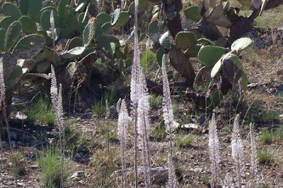 Urginea maritima,
Meerzwiebel,
red squill,
red-squill,
Scilla marittima,
Sea squill,
sea-onion,
sea-squill,
squill,
Squilla,
White Squill