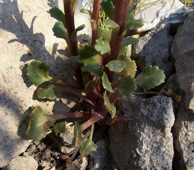 Umbilicus horizontalis,
Little Pennywort,
Narrow Navelwort,
Ombelico di Venere minore