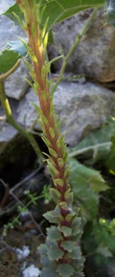 Umbilicus horizontalis,
Little Pennywort,
Narrow Navelwort,
Ombelico di Venere minore