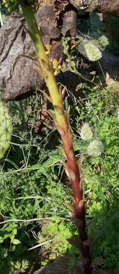 Umbilicus horizontalis,
Little Pennywort,
Narrow Navelwort,
Ombelico di Venere minore
