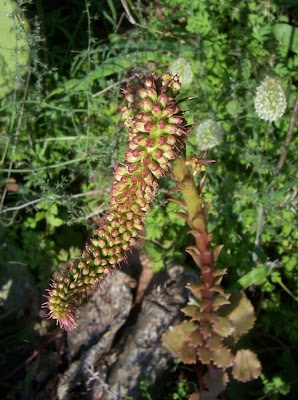 Umbilicus horizontalis,
Little Pennywort,
Narrow Navelwort,
Ombelico di Venere minore