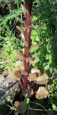 Umbilicus horizontalis,
Little Pennywort,
Narrow Navelwort,
Ombelico di Venere minore