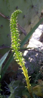 Narrow Navelwort