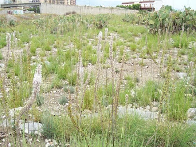 Urginea maritima,
Meerzwiebel,
red squill,
red-squill,
Scilla marittima,
Sea squill,
sea-onion,
sea-squill,
squill,
Squilla,
White Squill
