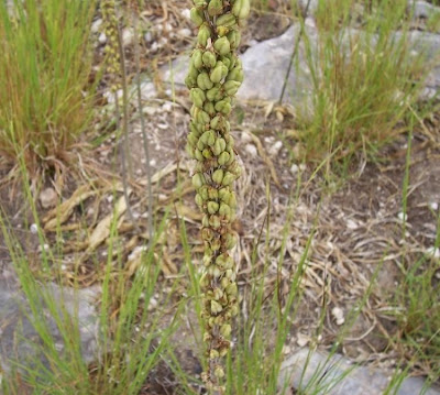 Urginea maritima,
Meerzwiebel,
red squill,
red-squill,
Scilla marittima,
Sea squill,
sea-onion,
sea-squill,
squill,
Squilla,
White Squill