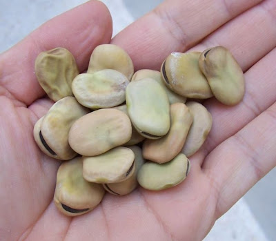Bell-bean Bell-bean