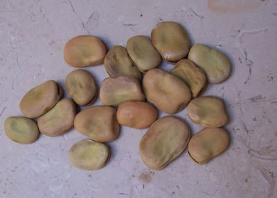 Bell-bean Bell-bean