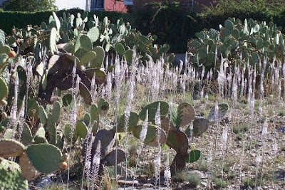 Urginea maritima,
Meerzwiebel,
red squill,
red-squill,
Scilla marittima,
Sea squill,
sea-onion,
sea-squill,
squill,
Squilla,
White Squill