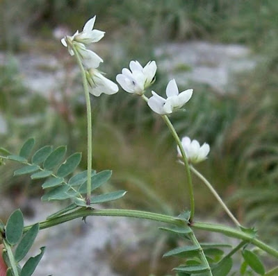 Brown Fruited Vetch Brown Fruited Vetch