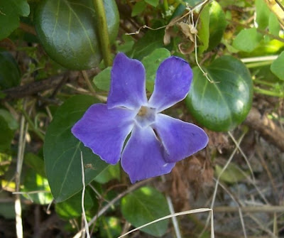 Greater periwinkle
