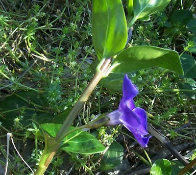 Greater periwinkle