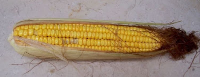 Frumentone