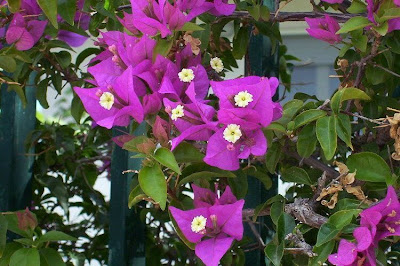 Bougainvillea spectabilis,
Bougainvillea,
buganvilia,
Buganvillea,
espinho-de-Santa-Rita,
great bougainvillea,
primavera,
três-marias,
ye zi hua Bougainvillea spectabilis,
Bougainvillea,
buganvilia,
Buganvillea,
espinho-de-Santa-Rita,
great bougainvillea,
primavera,
três-marias,
ye zi hua