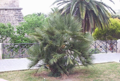 Palma di S.Pietro Palma di S.Pietro