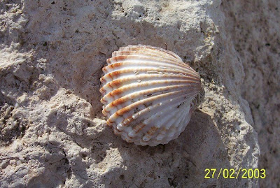Acanthocardia tuberculata Acanthocardia tuberculata