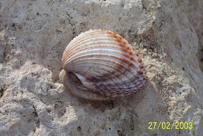 Acanthocardia tuberculata Acanthocardia tuberculata