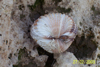 Acanthocardia tuberculata Acanthocardia tuberculata