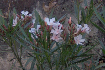 Rosebay