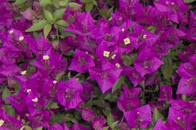 Bougainvillea spectabilis,
Bougainvillea,
buganvilia,
Buganvillea,
espinho-de-Santa-Rita,
great bougainvillea,
primavera,
três-marias,
ye zi hua Bougainvillea spectabilis,
Bougainvillea,
buganvilia,
Buganvillea,
espinho-de-Santa-Rita,
great bougainvillea,
primavera,
três-marias,
ye zi hua