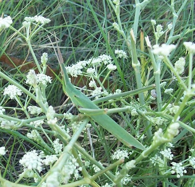 Acrida hungarica