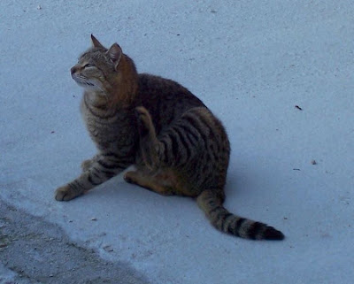 Felis catus,
Domestic Cat