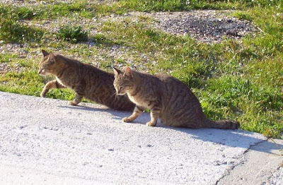 Felis catus,
Domestic Cat