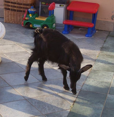 Domestic goat
