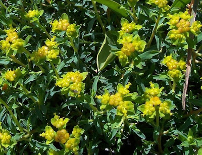 Euforbia spinosa
