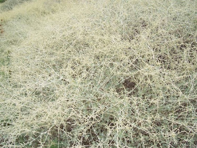 Atriplex halimus L.