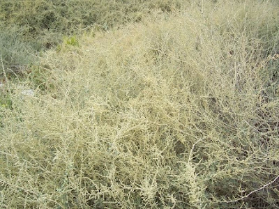 Atriplex halimus L.